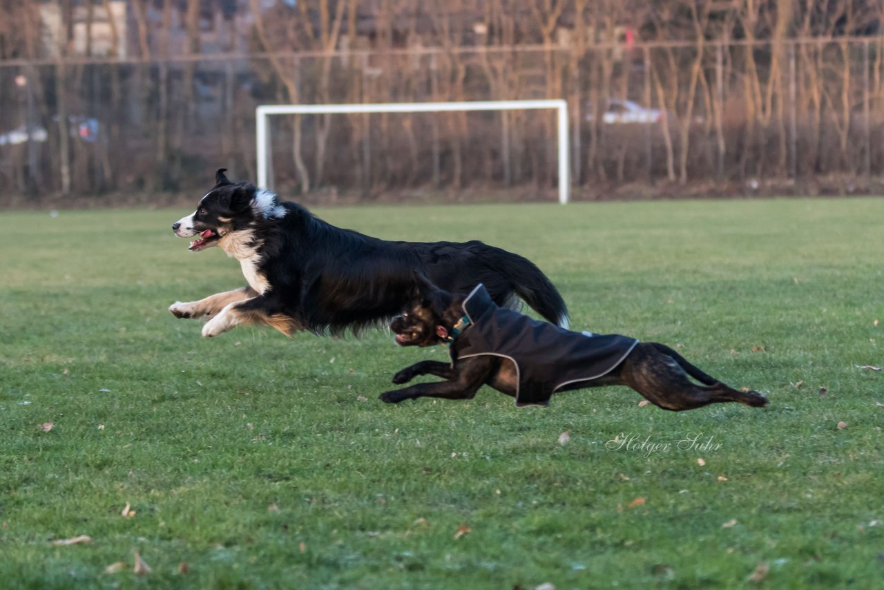 Bild 61 - Hundeshooting